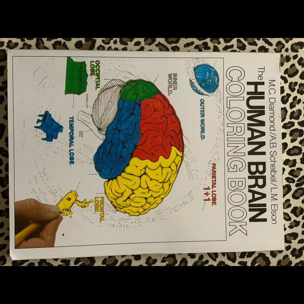 Anatomy/Human Brain Coloring Book